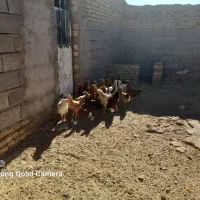 مرغ و خروس ۱۰ ماهه|حیوانات مزرعه|سبزوار, قصبه شرقی|دیوار