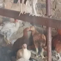 جوجه شروه ای