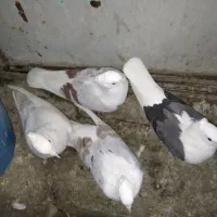 نروماده کم خال شونی...باجوجه هاش