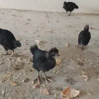 جوجه
