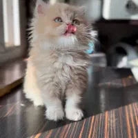 دهکده گربه های اشرافی (پرشین بریتیش اسکاتیش)|گربه|تهران, پونک|دیوار