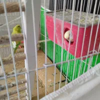 عروس هلندی مرغ عشق فنچ تخم جوجه