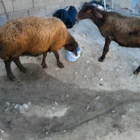 دوراس گوسفند دندان انداختن