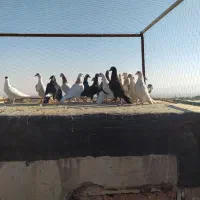 دسته کفتر پرشی همه جوون پرشی هم بو