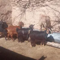 بز بزغاله پنج راس روستایی جعفر آباد