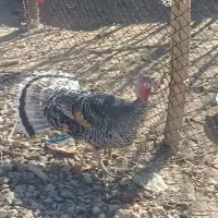 یک جفت بوقلمون درجه یک عالی تخم گذار|حیوانات مزرعه|ششده و قره بلاغ, |دیوار