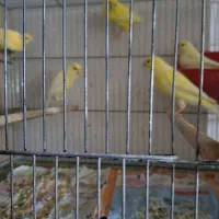 قناری ماده|پرنده|قم, انصار‌الحسین|دیوار