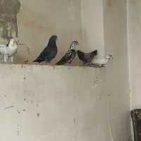 کبوتر