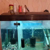 ماهی فلاور با اکواریوم