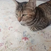 واگذاری 4 عدد گربه اسکاتیش