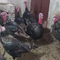 تعدادی بوقلمون محلی|حیوانات مزرعه|پیرانشهر, |دیوار