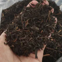 چای قلم بهاره امسال