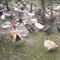 فروش کلی و تکی اردک محلی،پکنی،هوایی