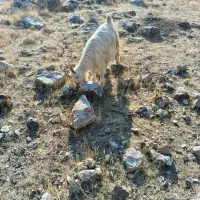 بز پازن|حیوانات مزرعه|شیراز, کیان آباد|دیوار