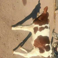 گوساله سیمنتال نر پنج روزه|حیوانات مزرعه|اهر, |دیوار