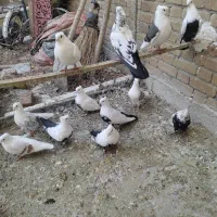 کبوتر دمی|پرنده|شیراز, حومه شیراز|دیوار