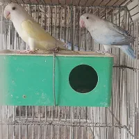 طوطی برزیلی|پرنده|شیراز, کفترک|دیوار