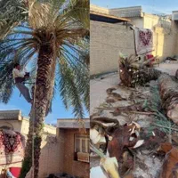 بریدن نخل. تمیزکردن نخل. بریدن انواع درخت|خدمات باغبانی و درختکاری|اهواز, شهرک نفت|دیوار