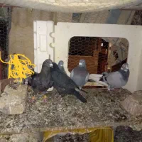 کبوتر خوب نهبندان|پرنده|نهبندان, |دیوار