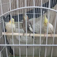 عروس هلندی و قفس