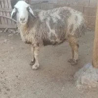 میش