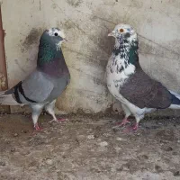 دوجفت نروماده مایه کفتر
