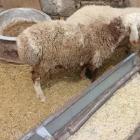 بره نر چینی.راور