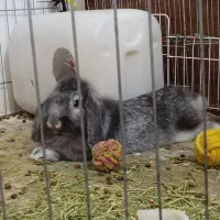 خرگوش لوپ|موش و خرگوش|بندر دیر, |دیوار