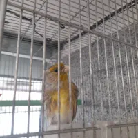 سهره قناری لر خوان دو عدد