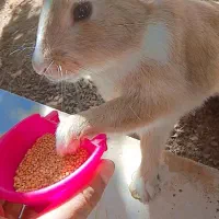 خرگوش|موش و خرگوش|قائن, |دیوار