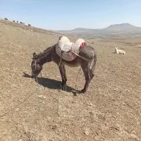 خرارام گله ای