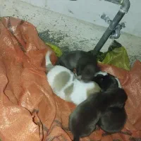 سگپاکوتاه|سگ|آق قلا, |دیوار