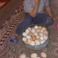 تخم مرغ نطفه دارمحلی|حیوانات مزرعه|چغادک, |دیوار