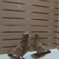 زرد|پرنده|مشهد, شهرک ابوذر|دیوار