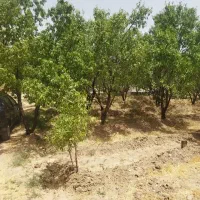فروش باغ در روستای بالقلو