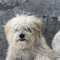 کوپر جنسیت نر قد یک وجب|سگ|تایباد, |دیوار