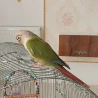 یک جفت گرینچیک