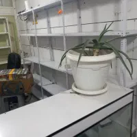 حراج شد پیشخوان و لوازم مغازه|فروشگاه و مغازه|خمینیشهر, |دیوار