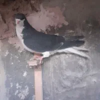 خال سرخ|پرنده|چناران, |دیوار