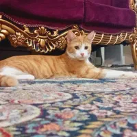 گربه رنگارنگ|گربه|تهران, پرواز|دیوار