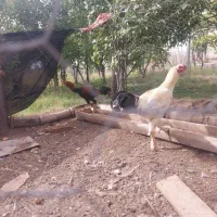 خروس  جوان|حیوانات مزرعه|کشکسرای, |دیوار
