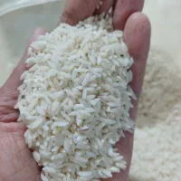 برنج محلی علی کاظمی موجود ه