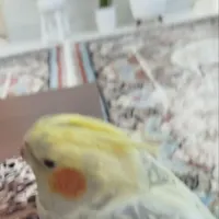 عروس هلندی گم شده