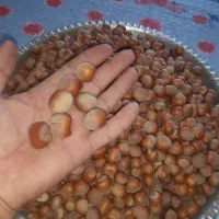 فندق گردویی کوهستانی آفتاب خشک|خوردنی و آشامیدنی|رستم‌آباد, |دیوار