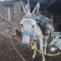 الاغ آرام گله ایی