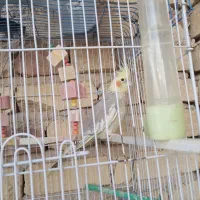 عروس هلندی ماده