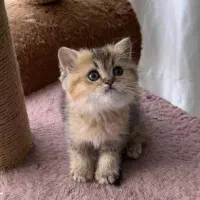 بچه گربه نژاد دار