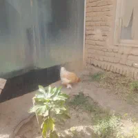 جفت برهما|حیوانات مزرعه|خواجه, |دیوار