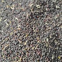 فروش بذر کولزا رقم هیولا