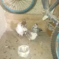 دوجفت کفتر تهرانی اصل پرشی مایع|پرنده|کهریزک, |دیوار